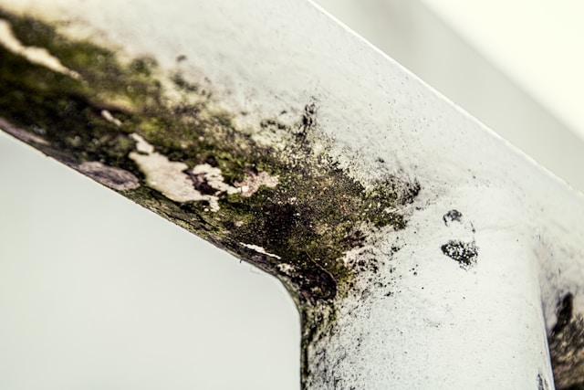 Mold Removal The Early Warning Signs Homeowners Should Never Ignore