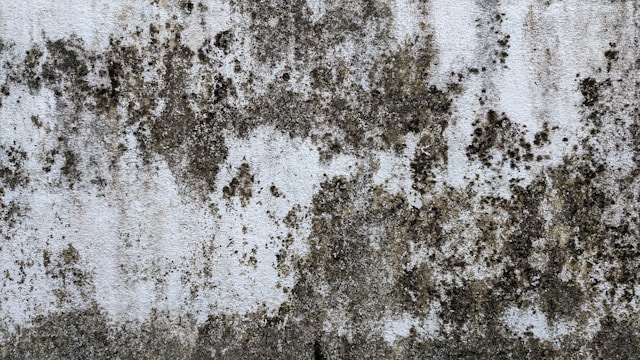 Mold Removal Why That Small Spot Could Be a Bigger Problem Than You Think