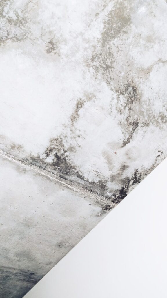 Mold Removal Warning Signs You Should Never Ignore in Your Home